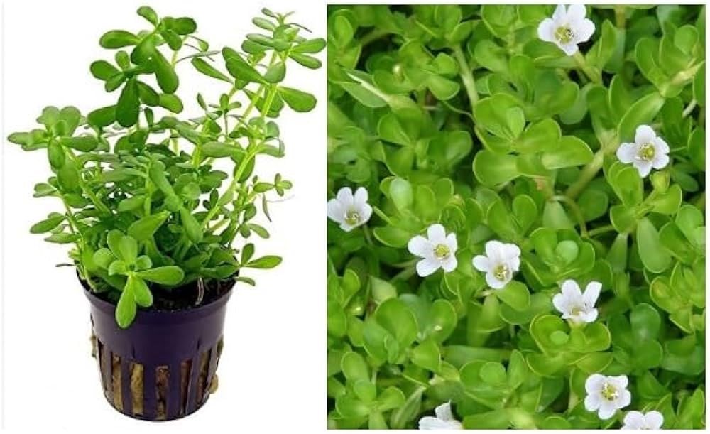 Bacopa Monnieri