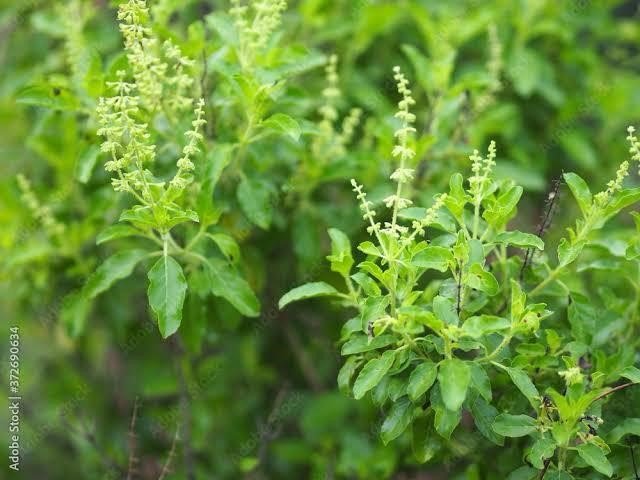 Holy Basil