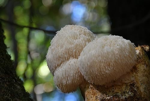 Lion’s Mane Mushroom