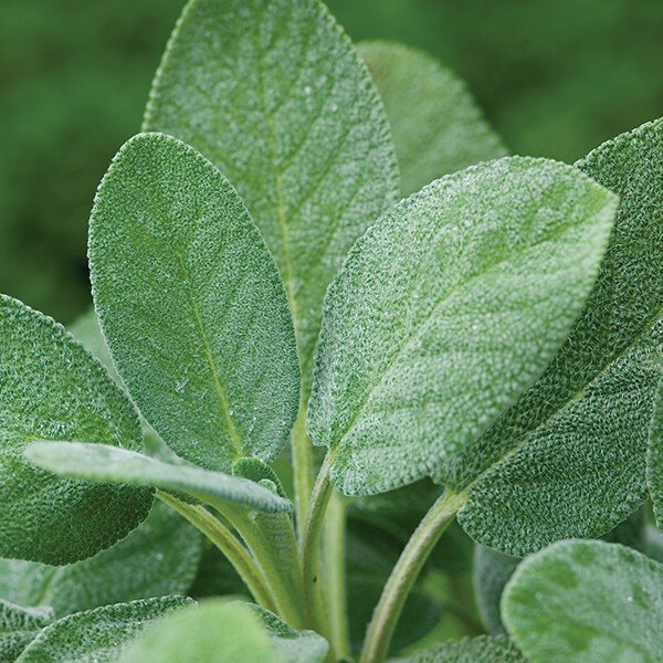 Sage