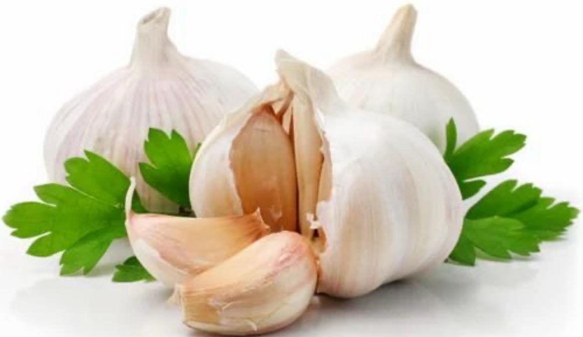 garlic